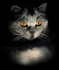 Free Read: The Cat by Roxanne Crouse #freeread #shortstory