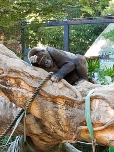 Ape in Ueno zoo Tokyo Japan stock photo