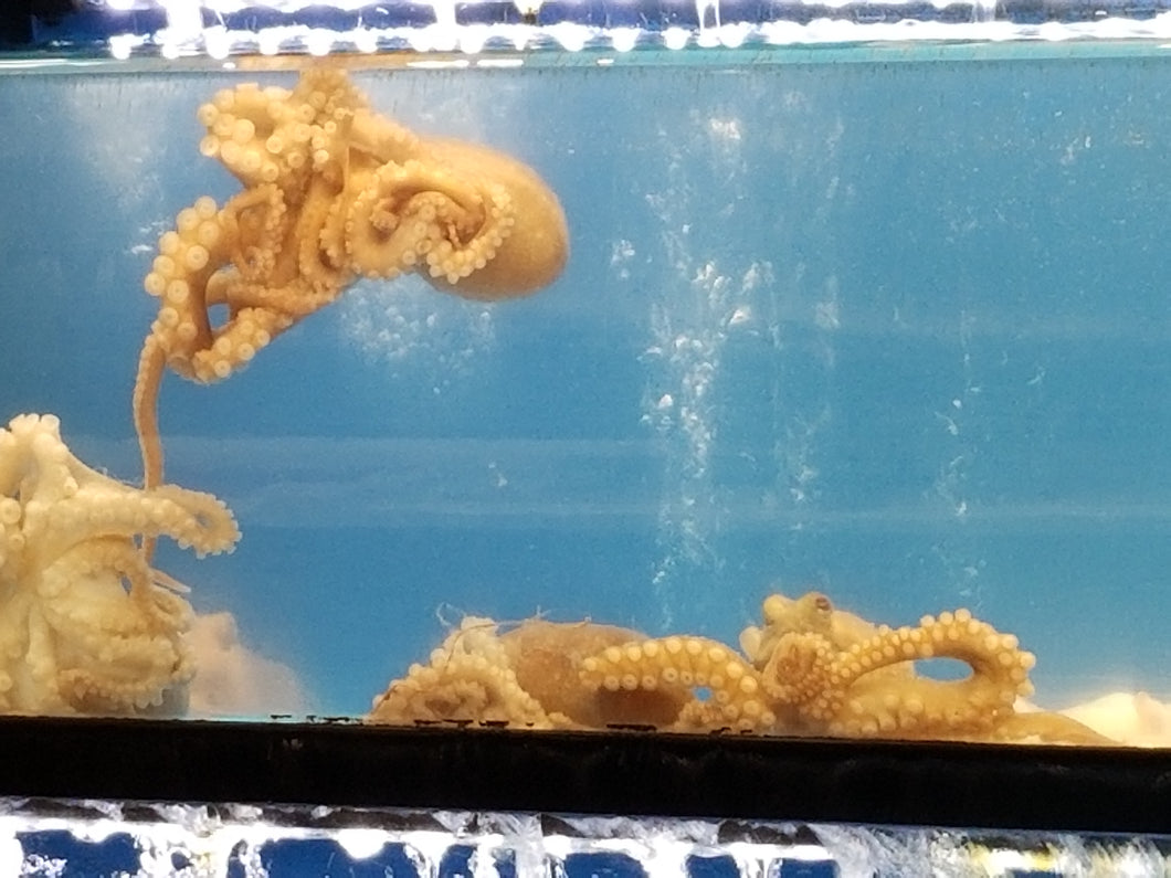 Octopus in a tank