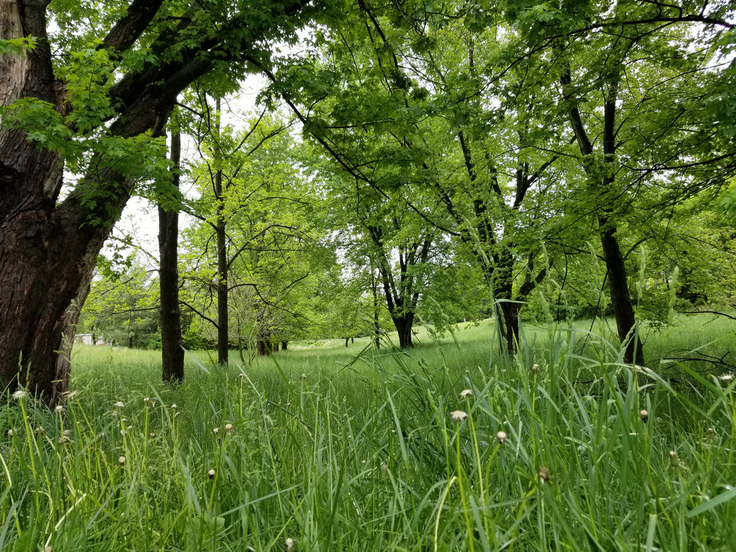 Greenery and trees