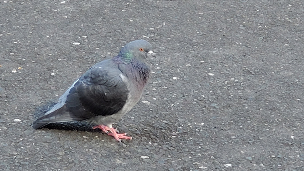 Grey Pigeon