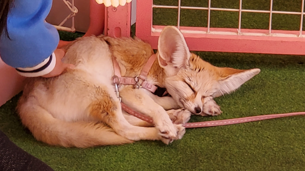 Cute Sleeping Pet Fox