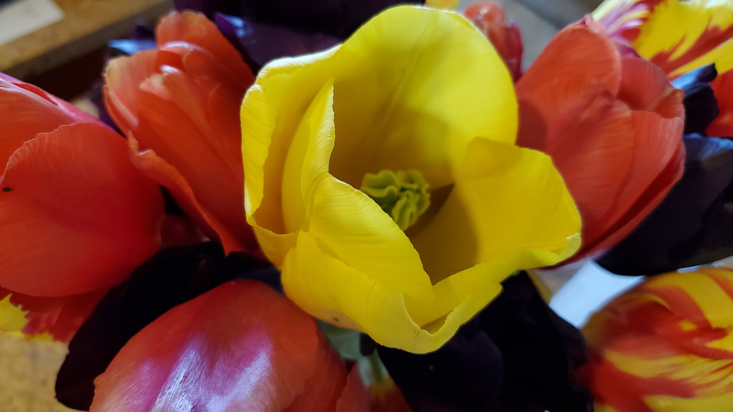 Yellow Tulip