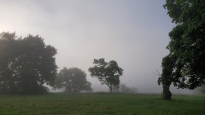 Morning tree and fog in the distance