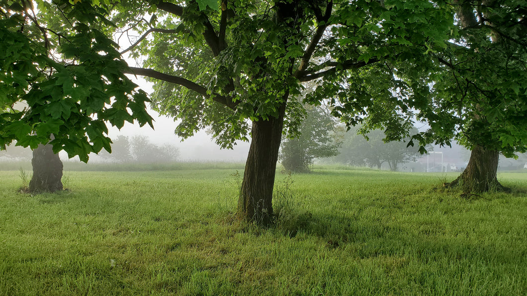 Morning tree and fog