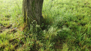 Morning tree stump and wet grass