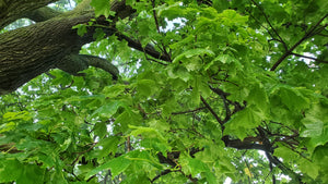 Green leaves on a tree nature