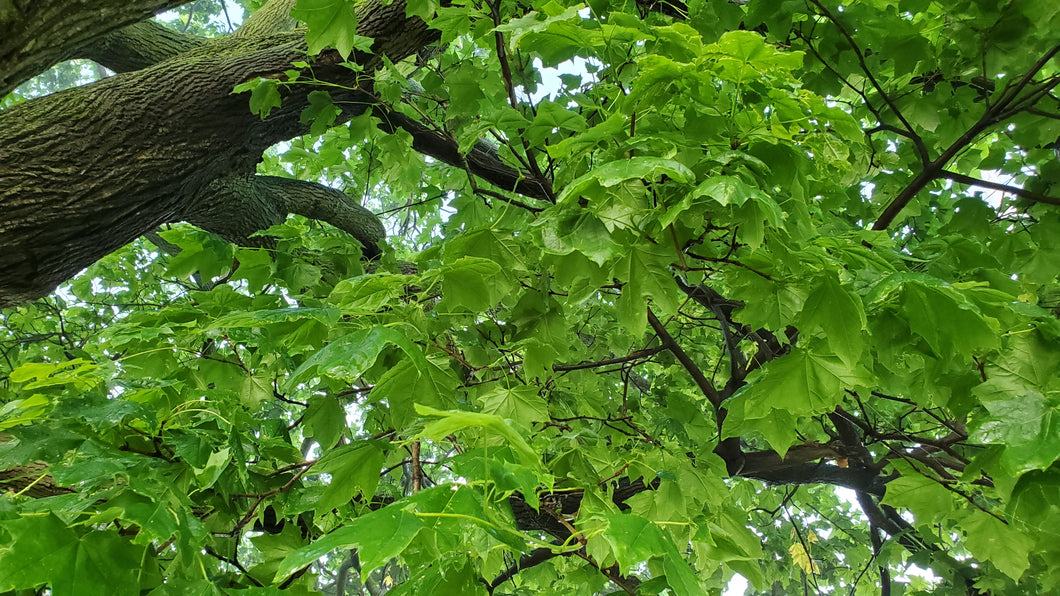 Green leaves on a tree nature