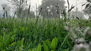 Green Field of Grass with Trees in the Background