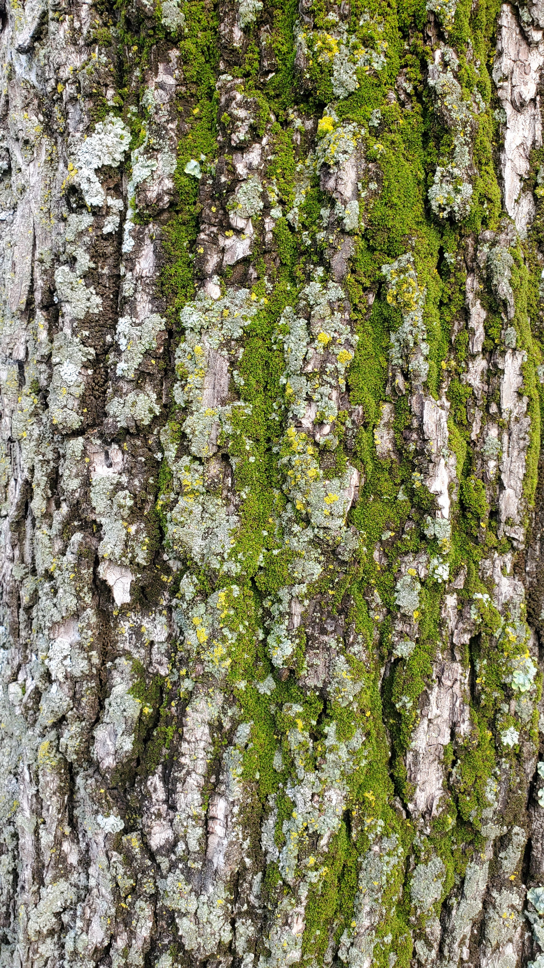Overlay Texture Tree Bark and Green Moss