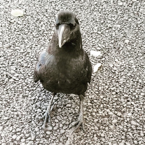 Japanese Crow in Ueno Park Tokyo Japan stock photo