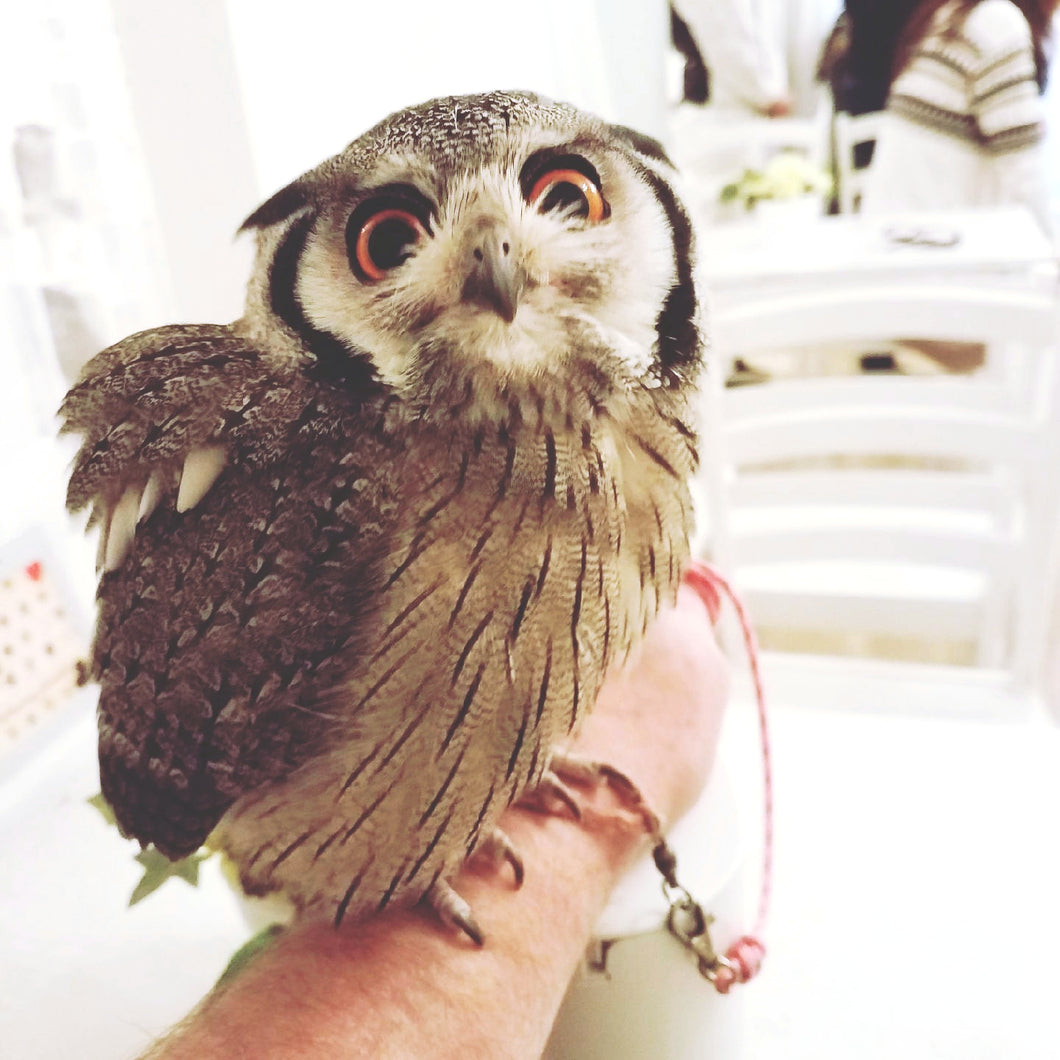 Owl in an owl cafe in Akihabara Japan stock photo