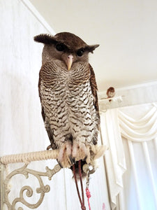 Owl in an owl cafe in Akihabara Japan stock photo